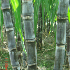 12月16日翁源与番禺黑皮甘蔗价格行情