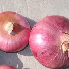 12月16日山东成武/金乡/巨野洋葱价格行情