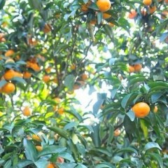 本人长期大量供应砂糖橘，价格优惠