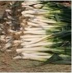 费县正值大葱收获季节，现有大量钢葱急于出售