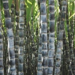 12月31日广东翁源甘蔗价格行情