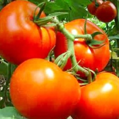 乐亭出售大量西红柿，茄子，甜椒