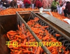 南阳市黄台岗镇万亩胡萝卜每斤0.15元