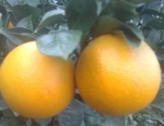 福建寿宁大量供应脐橙，橙子