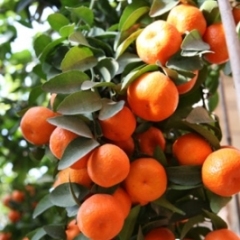 清远佛冈出售沙糖桔万亩