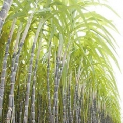 翁源县大量供应黑皮甘蔗