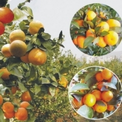 清远佛冈出售沙糖桔