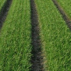 尉氏县1500亩大棚韭菜成熟了