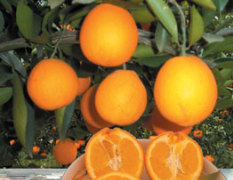 长期供应秭归脐橙