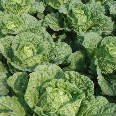 河南许昌20亩白菜，8亩萝卜