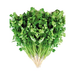 常年冬季提供大量香菜