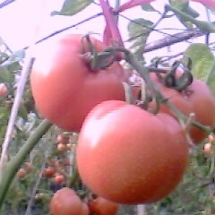 上万亩粉红西红柿温室大棚，现已上市