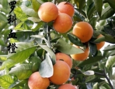 大型农场优质水果：塔罗科血橙、沙田柚、脐橙