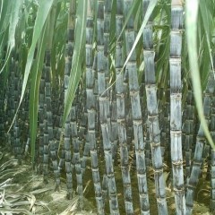 玉林市博白县黑皮甘蔗