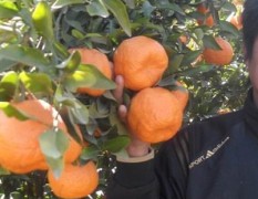 宾川柑橘现已大量上市