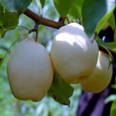 陕西省礼泉县酥梨0.9-2.0元每斤