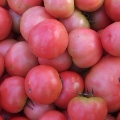 常年供应各种蔬菜，西红柿每年元旦前后上市