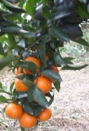 横县平马镇二十多亩沙糖桔，求一次性买完的老板