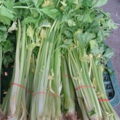 运城夏县有几十年的芹菜种植经验，菜品优质