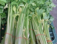 运城夏县有几十年的芹菜种植经验，菜品优质