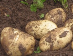 云南新鲜土豆成熟即将上市0.9元/斤