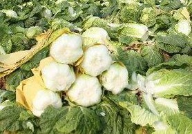 河南平顶山自家种大白菜0.15元/斤