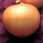 甘肃民勤优质黄皮洋葱，当前价200元每吨