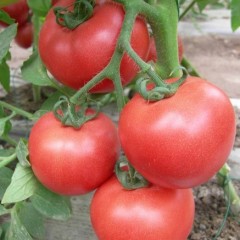 2月20日山东各地蔬菜价格行情