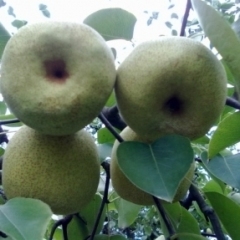 我家在砀山有2.5万斤梨急销售