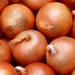 甘肃冬储洋葱价格行情