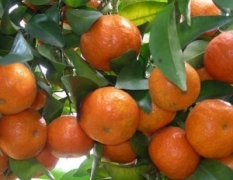 广东优质砂糖橘