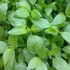 周口无公害荆菜、黄瓜大量上市