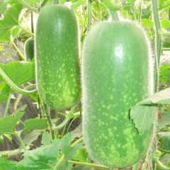 供应优质冬瓜，有洋香瓜，番茄，刀豆