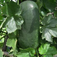 聊城市兴发蔬菜瓜果基地供应冬瓜