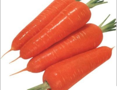 开封胡萝卜现已大量上市，价格5-8分/斤