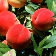 山西省永济市于乡镇土乐村百亩鲜桃上市了