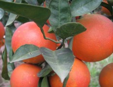 本人家乡有大量的优质塔罗科血橙出售