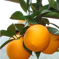 本人自家果园有20万斤脐橙销售