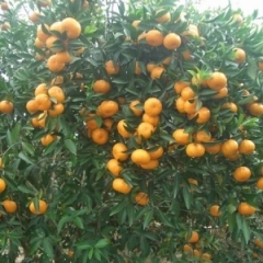 出产有名的龙门年桔