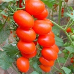 樱桃西红柿 香瓜 黄瓜 芸豆 辣椒