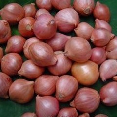 东北珠葱，毛葱，货源充足，质优价廉