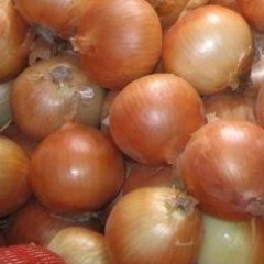 平度洋葱库内货：0.12-0.17元/市斤