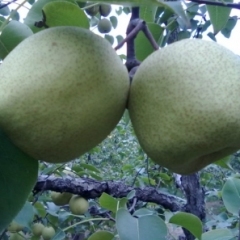 生产基地直接长期供应砀山梨