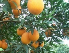 云南省建水县大量优质纽荷尔脐橙新鲜上市