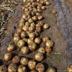 有大量的洋葱供应，有意者诚请选购。