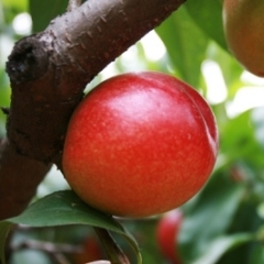 湖北省随州油桃五月上旬逐渐上市