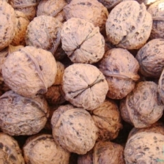 500吨优质核桃待售现货，价格面议