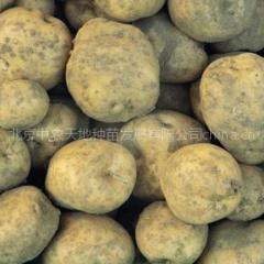 民勤200吨优质克新土豆0.35元/斤