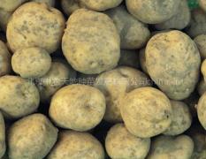 民勤200吨优质克新土豆0.35元/斤
