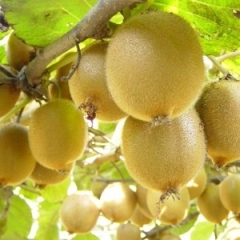 现有无公害红提葡萄、猕猴桃各约500亩